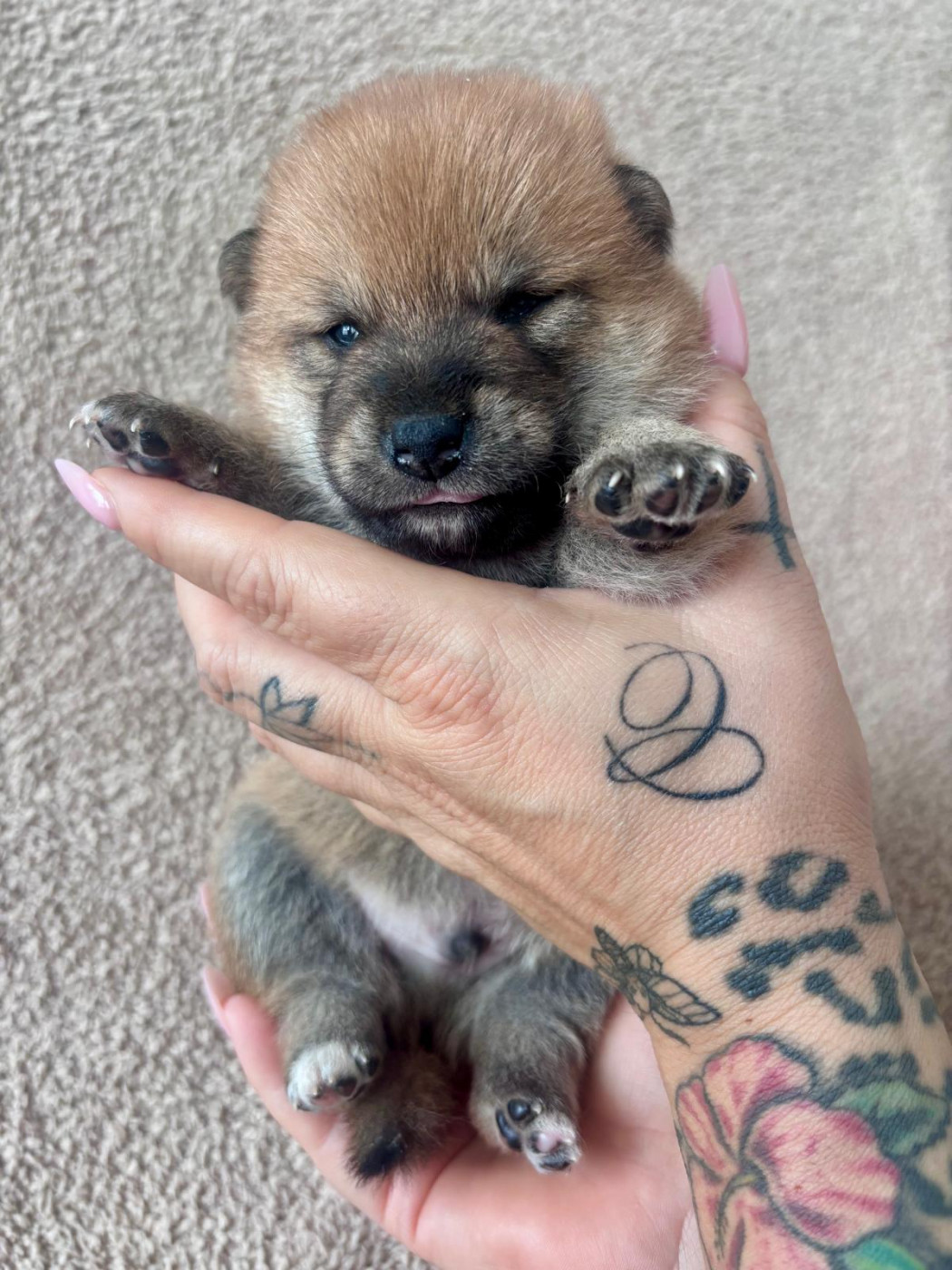 De La Maison Aelyra - Chiots disponibles - Shiba