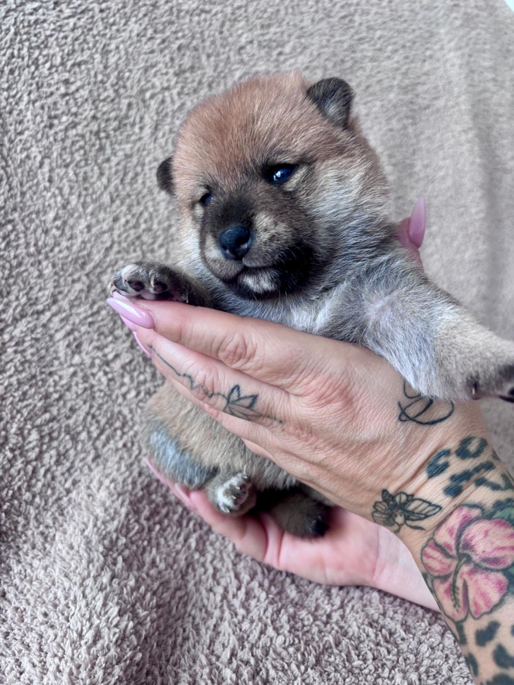 De La Maison Aelyra - Chiots disponibles - Shiba