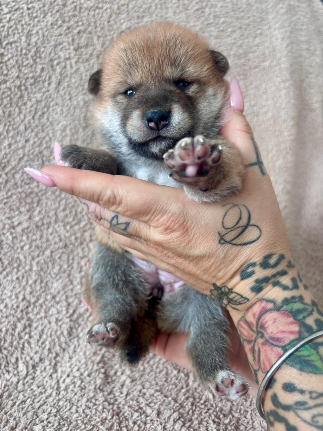 De La Maison Aelyra - Chiots disponibles - Shiba