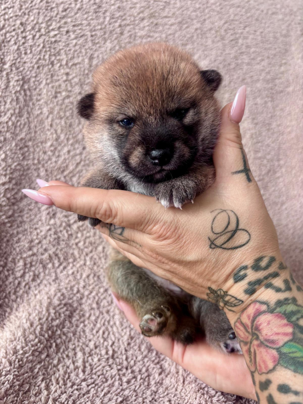 De La Maison Aelyra - Chiots disponibles - Shiba